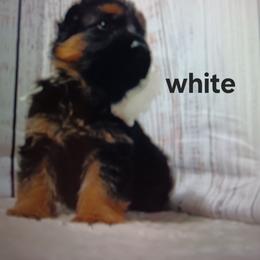 White - Black and red male German Shepherd puppy in Gustavus, Ohio from Cross Kreek Kennels