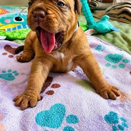 Grey collar boy - Fawn male Dogue de Bordeaux puppy in Folsom, California from Santacera Dogue de Bordeaux