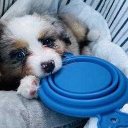 Miniature Australian Shepherd Puppies from True Spirited Aussies