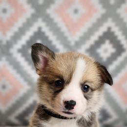 Charcoal DM CLEAR - Sable male Pembroke Welsh Corgi puppy in Idaho from Arrowleaf Corgis
