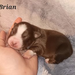 Australian Shepherd Puppies from Van Huitt Australian Shepherds