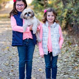 Shih Tzu Puppies from Willow Lane Shih Tzus