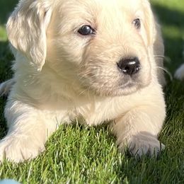 Aussiedoodles, Australian Shepherds, and Golden Retrievers from Swingin T Ranch LLC