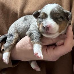 Pumpkin - Blue merle female Miniature American Shepherd puppy in Tonasket, Washington from V5 Aussies
