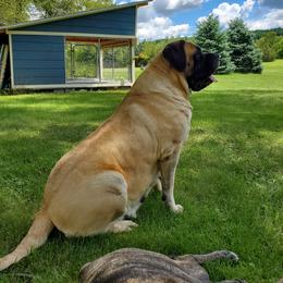 Mastiff All Grown Up from Eagle Mastiffs