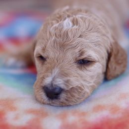 Poodle Puppies from Moss’ Poodles