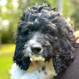 Wrangler - Black and white male Saint Berdoodle puppy in New Bern, North Carolina from Southern Doodles of Eastern North Carolina