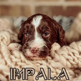 Impala - Chocolate male Australian Labradoodle puppy in Decatur, Alabama from Southern Meadows Doodles