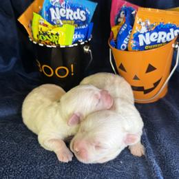 Coton de Tulear puppies from Furever Cotons