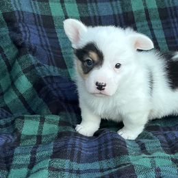 Riley - White and black male Pembroke Welsh Corgi puppy in Washington, Arkansas from Foxy Knoll Farm