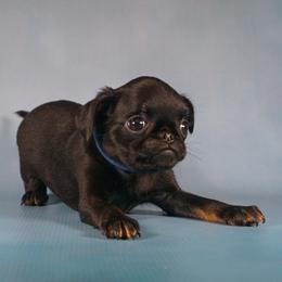 AKC Blue Collar - Black and tan male Brussels Griffon puppy in Florida from Robin’s Griffons