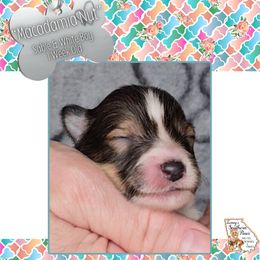 Boy 2 - Macadamia Nut - Sable and white male Shetland Sheepdog puppy in Elberton, Georgia from Ioney's Southern Paws Shelties, Frenchies, and Yorkies