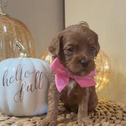 Pumpkin - Red  female Goldendoodle puppy in Trenton, Tennessee from Pickard’s country Golden doodles