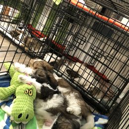 Coton de Tulear Puppies from Cotton Row Cotons