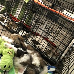 Coton de Tulear Puppies from Cotton Row Cotons