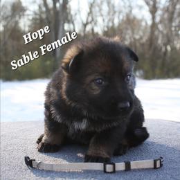 Hope - Sable female German Shepherd puppy in Ratcliff, Arkansas from Ridgeline Shepherds