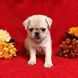 Cream Boy - Cream male Pug puppy in Tulsa, Oklahoma from Locust Creek Pugs & Japanese Chin's