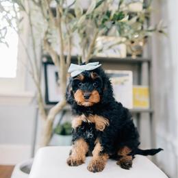 Java - Black and tan female Cavapoo puppy in Murray, Utah from Sun Valley Doodles