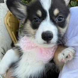Chica - Black and tan female Pembroke Welsh Corgi puppy in Riverside, California from Four Aces Corgis
