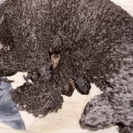 Clyde - Silver male Poodle puppy in Meadowbrook, California from Standard Poodle Pups