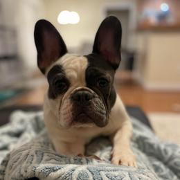 Lucy - Blue female French Bulldog puppy in Norwood, North Carolina from Lakeside Frenchies