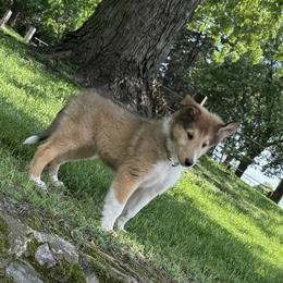 Elizabeth - Sable and white female Collie puppy in Plato, Minnesota from Minnesota Collies