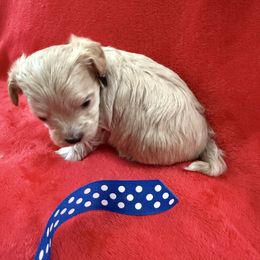 Max - Cafe au lait male Maltipoo puppy in Fredericksburg, Ohio from Edna Keim
