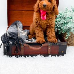 Emma - Red  female Goldendoodle puppy in North Carolina from NC Doodle Puppies