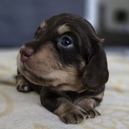 Phoenix - Chocolate and cream female Dachshund puppy in De Land, Florida from Double Aces Doxies