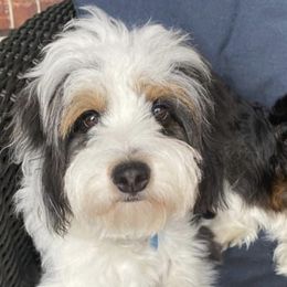 Aussiedoodle and Poodle All Grown Up from BA Doodles & Poodles