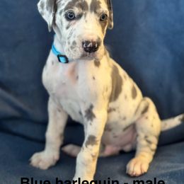 Great Dane Puppies from Mathias Danes