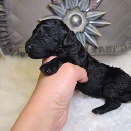 Daisy - Black female Goldendoodle puppy in Woodburn, Indiana from Lengachers Cuddly Doods