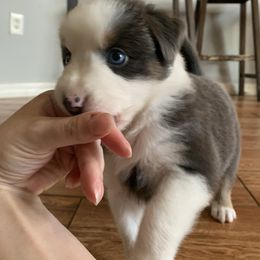 Australian Shepherd Puppies from Sunshine State Australian Shepherds
