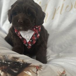 Mack - Chocolate male Goldendoodle puppy in Waynesboro, Virginia from Forest Creek Kennel