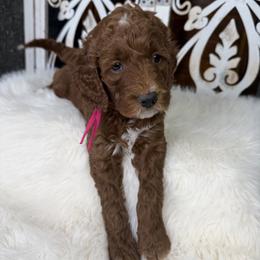 Goldendoodle and Poodle Puppies from Northern Heart Standards