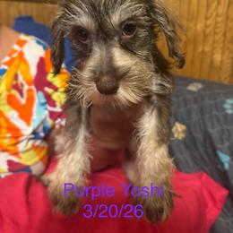 Rhythm ( purple )Yoshi - Liver female Miniature Schnauzer puppy in Chicago, Illinois from Cuddly Cutts Pets