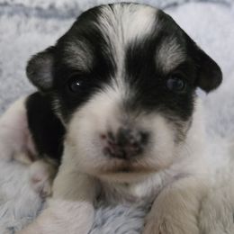 Jingle - Black and white female Companion Cross puppy in Deland, Florida from Isabelle's Puppy Patch