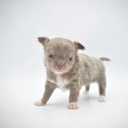Halo - AKC - Chocolate blue female Chihuahua puppy in Bulls Gap, Tennessee from Smokey Mountain Chihuahuas