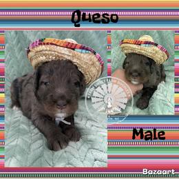 Queso - Blue merle male Bernedoodle puppy in Godwin, North Carolina from Farm Sweet Farm Doodles