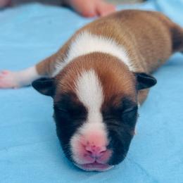 Ladybug - Red female American Staffordshire Terrier puppy in Guilford County, North Carolina from Explicit Kennel