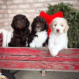 Goldendoodle Puppies from Doodles in the Skye