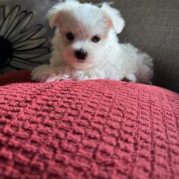 Frosty - White male Maltese puppy in Dallas, Texas from Lizeth's Pups