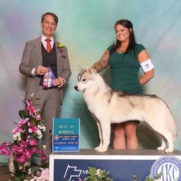 Monster - Siberian Husky
