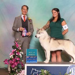 Monster - Siberian Husky