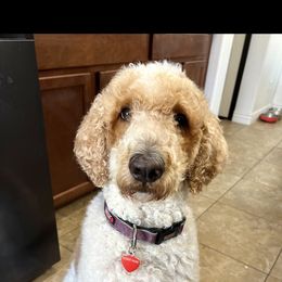 Rosie - Goldendoodle