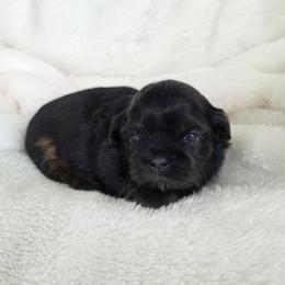 Rocco - Black and tan male Shih Tzu puppy in Waynesboro, Pennsylvania from Big Win Shih Tzus