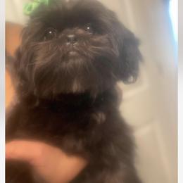 Nyla - Shih Tzu