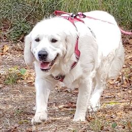 BELLA ROSE 🌹 - Golden Retriever