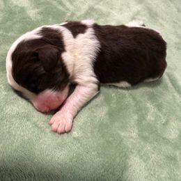 Hyde - Brown and white male Aussiedoodle puppy in Moreno Valley, California from Rainbow SoCal Doodles