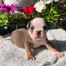 Girl 4 - Lilac tri-color female Bulldog puppy in Cardington, Ohio from A & J Miniature Dachshunds & Bulldogs